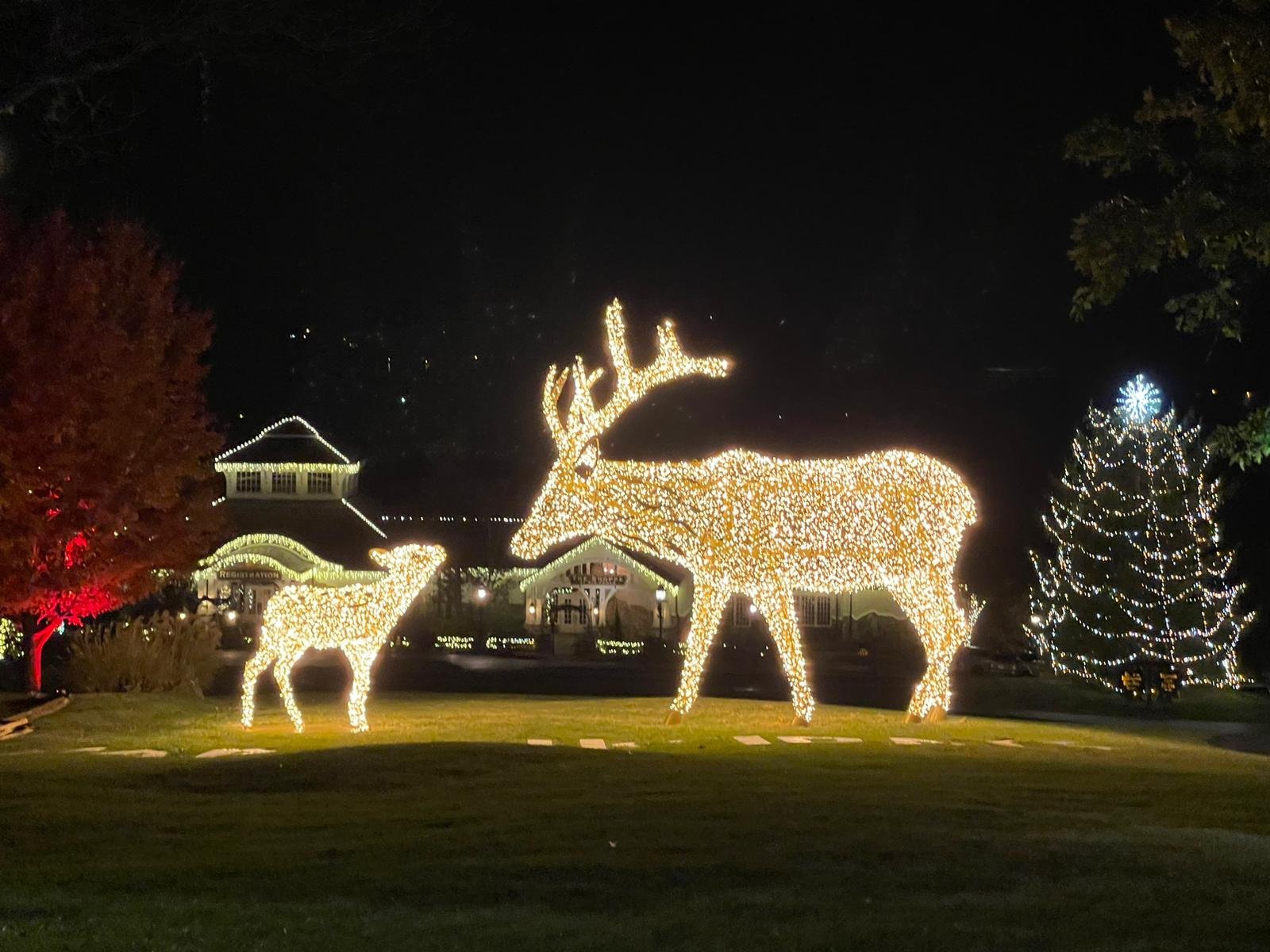 Reindeers, mamma e piccolo — Top of the Rock, USA